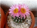 Notocactus uebelmannianus