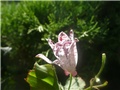 tigridia