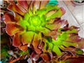 aeonium