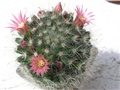 Mammillaria bocasana