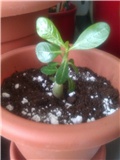 Adenium obesum