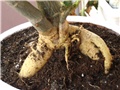adenium
