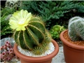 Notocactus magnificus