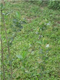 aronija