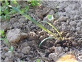 Amarilis - Brbe