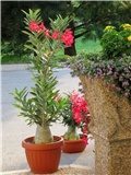 Adenium obesum