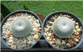 mammillaria microthele 