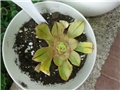 aeonium