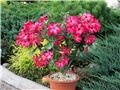 Adenium obesum Anouk