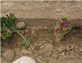 Delosperma cooperi