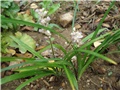 Ophiopogon