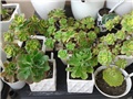 aeonium