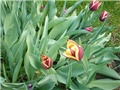 tulipani