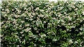 jasmin