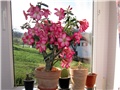 Adenium obesum