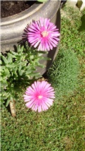 delosperma cooperii