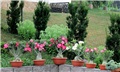 Adenium obesum