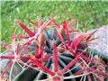 ferocactus latispinus pupovi