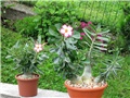 Adenium arabicum - obesum