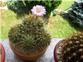Acanthocalycium violaceum