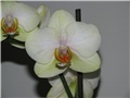 orhideja uvećano