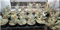 pachypodium seedlings