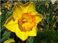 Narcissus