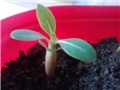 adenium obesum