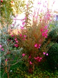 gaura