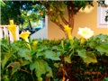 datura