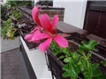 pelargonije roze viseće