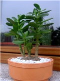 Crassula ovata