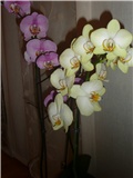 phaleonopsis