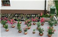 Adenium i kaktusi