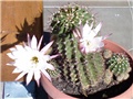 Kaktus u cvatu (Echinopsis oxygena)