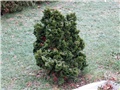 Chamaecyparis obtusa Nana Gracilis 