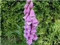 digitalis