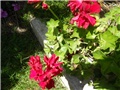 pelargonije crvene