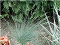 Blue Festuca