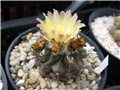 Copiapoa mollicula 