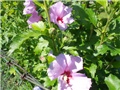 vrtni hibiskus