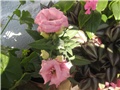 Lisianthus eustoma
