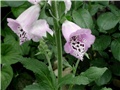 digitalis1