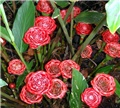 sijamska ruza 