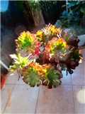 aeonium