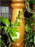 Hedera helix