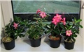 Adenium obesum sijanci 2012