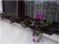 pelargonije roze viseće