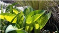 hosta