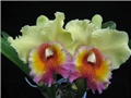 Cattleya